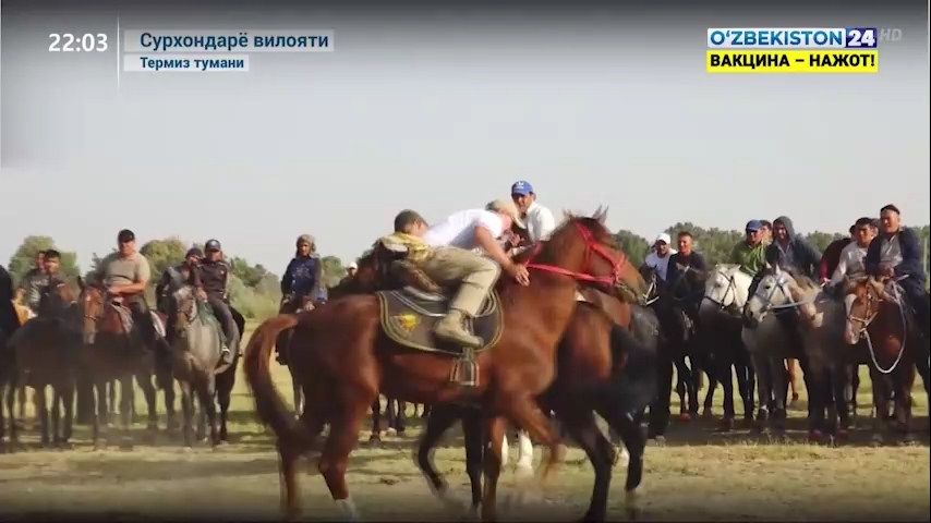 Axborot 24 | Surxondaryo viloyatida Qorabayir otlari mahorat maktabi ochilishi (04.10.2021)